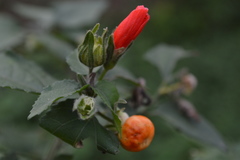 Malvaviscus arboreus