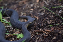 Elapognathus minor