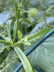 Galium aparine