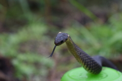 Elapognathus minor