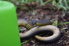 Elapognathus minor