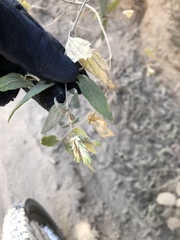 Brickellia nutanticeps