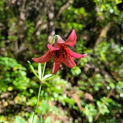 Lilium bolanderi