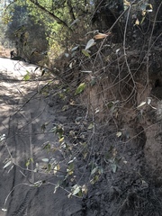 Brickellia nutanticeps