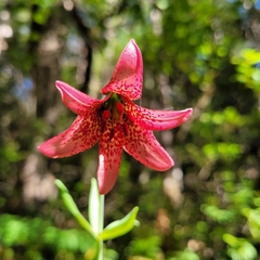 Lilium bolanderi