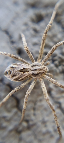Attractive Running Crab Spider