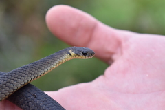 Elapognathus minor