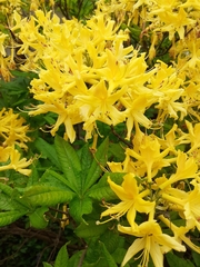Rhododendron luteum
