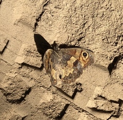 Paramacera xicaque xicaque