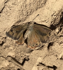 Paramacera xicaque xicaque
