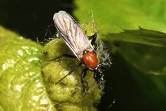 Bibio hortulanus