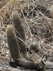 Mammillaria phitauiana