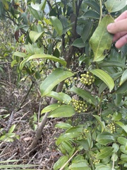 Smilax lanceifolia opaca