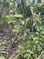 Smilax lanceifolia opaca