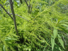 Asparagus schoberioides