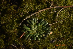 Stylidium assimile