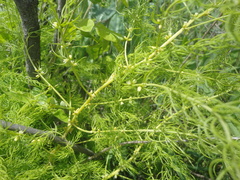 Asparagus schoberioides