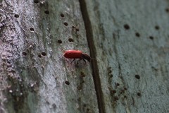 Zenodosus sanguineus