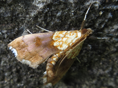 Agrotera nemoralis