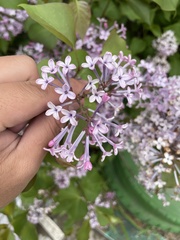 Syringa