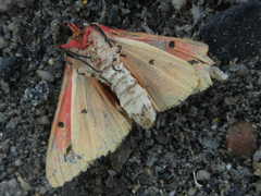 Spilarctia seriatopunctata