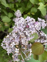 Syringa