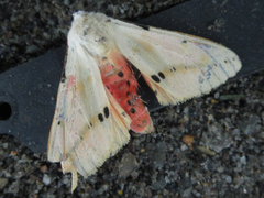Spilarctia seriatopunctata