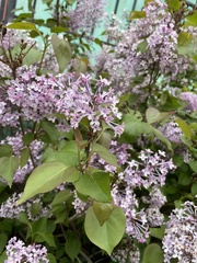 Syringa