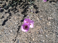 Sphaeralcea ambigua rosacea