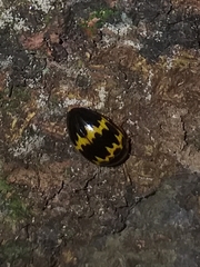 Iphiclus delineatus