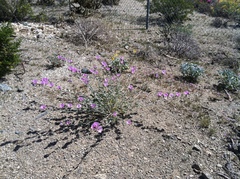 Sphaeralcea ambigua rosacea