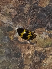 Iphiclus delineatus