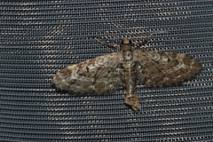 Eupithecia nanata