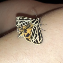 Apantesis virguncula