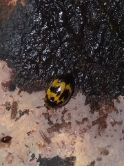 Iphiclus delineatus