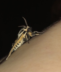Apantesis virguncula