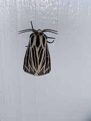 Apantesis virguncula