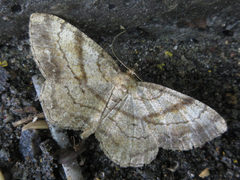 Polymixinia appositaria