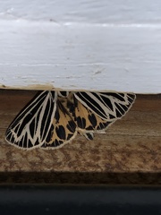 Apantesis virguncula