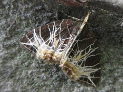 Evecliptopera illitata