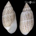 Pupa affinis - Photo (c) Femorale, μερικά δικαιώματα διατηρούνται (CC BY-NC)