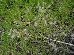 Hordeum marinum