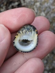 Nerita chamaeleon