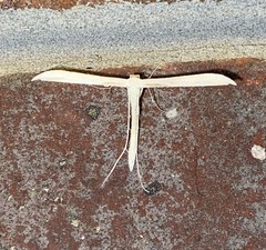 Hellinsia kellicottii