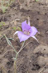 Calochortus macrocarpus macrocarpus