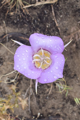Calochortus macrocarpus macrocarpus