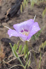 Calochortus macrocarpus macrocarpus