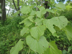 Tilia mandshurica