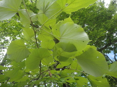 Tilia mandshurica