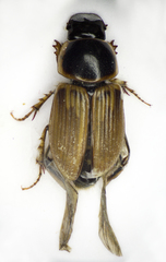 Melinopterus sphacelatus